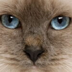 O hábito estranho dos gatos que pode esconder um problema sério