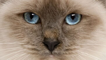 O hábito estranho dos gatos que pode esconder um problema sério