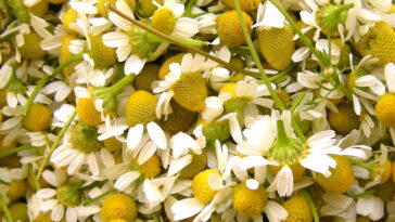 Chá de camomila, o mais tradicional e poderoso aliado do bem-estar