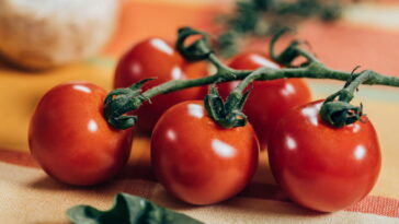 O segredo do cultivo do tomate-cereja em casa que conquistou os brasileiros