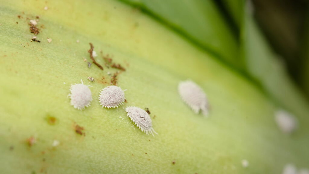 O truque natural com cerveja que elimina lesmas e caracóis do seu quintal