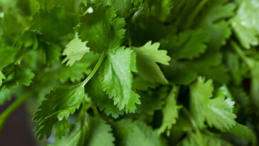 Como incorporar o coentro na sua alimentação e aproveitar seus benefícios