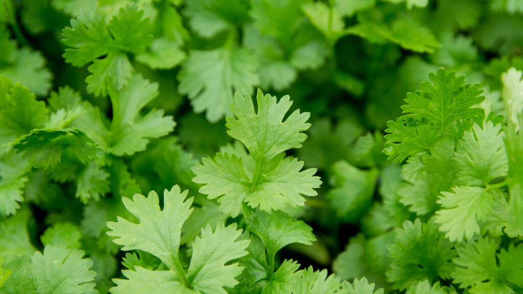 O que você precisa para começar a cultivar coentro em casa com perfeição