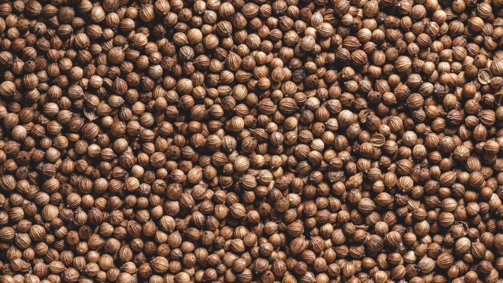 O que você precisa para começar a cultivar coentro em casa com perfeição