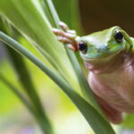 Chaveiro de sapo em crochê, um projeto divertido e encantador para todos os níveis