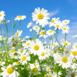 Penduricalho de margaridas em crochê é a decoração mais fofa para seu carro