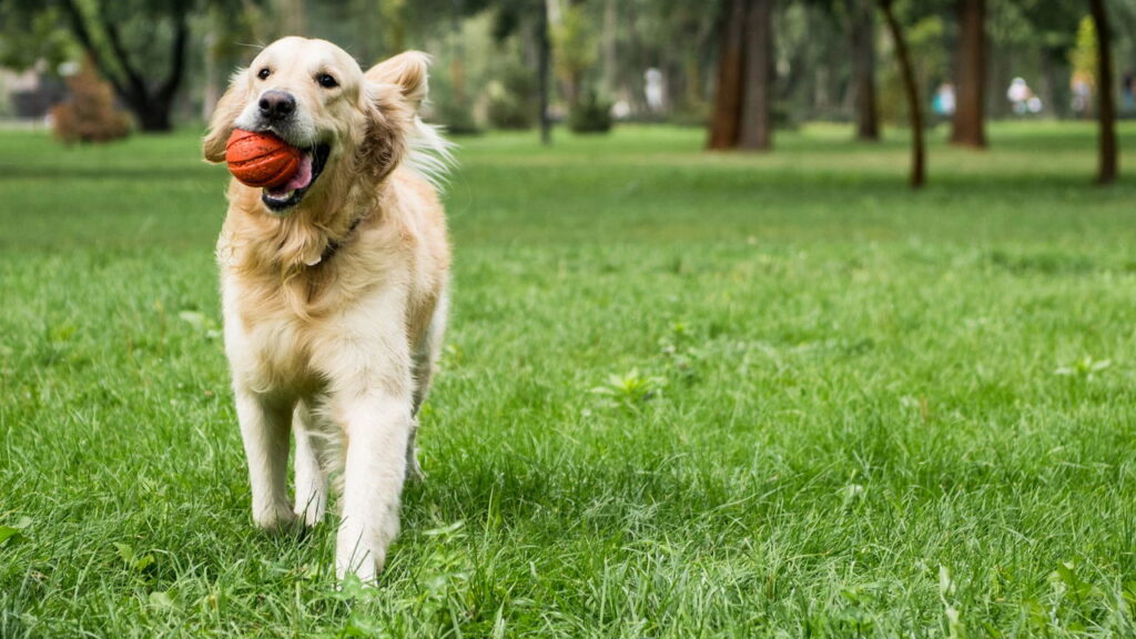 Você sabia que cavar buracos é mais do que uma travessura? Descubra por que seu cachorro faz isso segundo especialistas