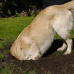 Você sabia que cavar buracos é mais do que uma travessura? Descubra por que seu cachorro faz isso segundo especialistas