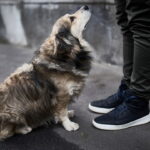 que realmente significa ter medo de cães de rua?