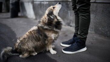 que realmente significa ter medo de cães de rua?