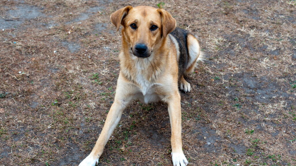 que realmente significa ter medo de cães de rua?