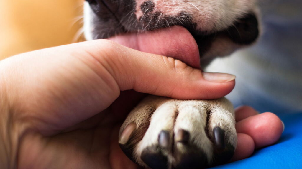O hábito do cachorro lamber as patas pode esconder algo sério
