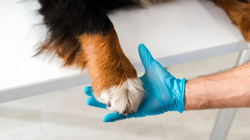 O hábito do cachorro lamber as patas pode esconder algo sério