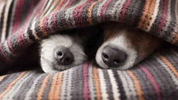 O melhor lugar para seu cachorro dormir no inverno segundo especialistas
