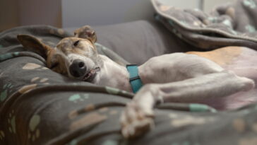 O melhor lugar para seu cachorro dormir no inverno segundo especialistas