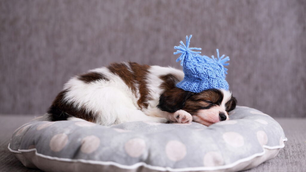 O melhor lugar para seu cachorro dormir no inverno segundo especialistas