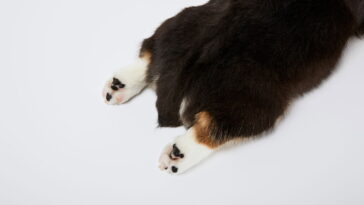 Compreenda os sinais do rabo do cãozinho para uma convivência mais harmônica e profunda