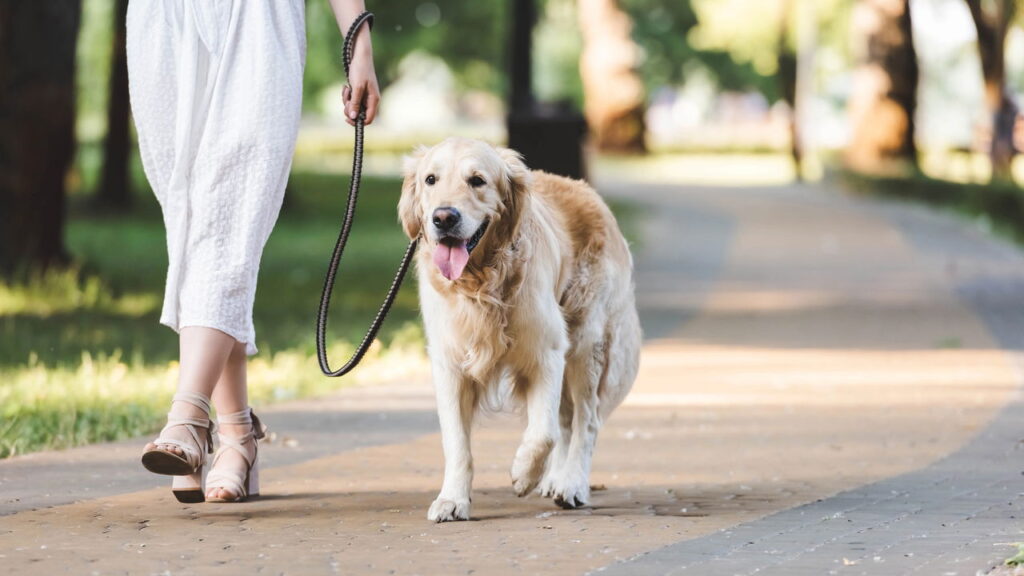 Cão puxando a coleira? como corrigir esse comportamento e melhorar o passeio