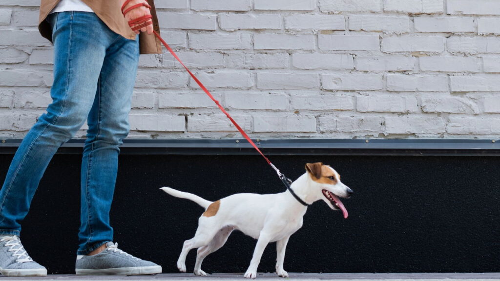 Cão puxando a coleira? como corrigir esse comportamento e melhorar o passeio