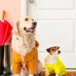 Quando vestir o cachorro no inverno? Os cuidados que você precisa ter ao escolher roupas para seu pet!