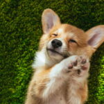 O motivo real para o cachorro não obedecer surpreende seus donos por todo o Brasil