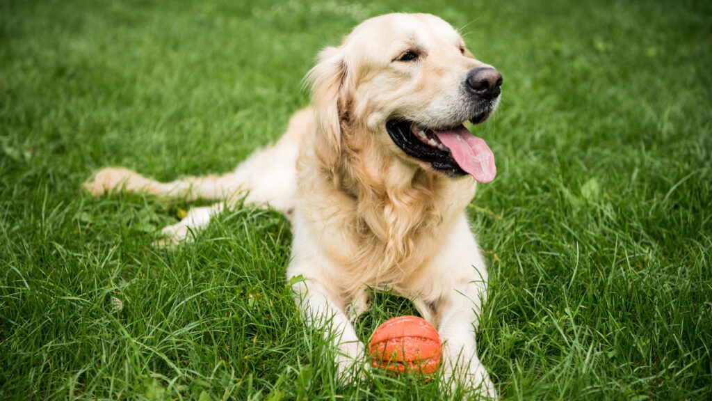 O motivo real para o cachorro não obedecer surpreende seus donos por todo o Brasil