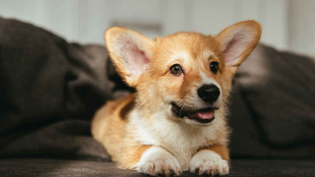 O motivo real para o cachorro não obedecer surpreende seus donos por todo o Brasil