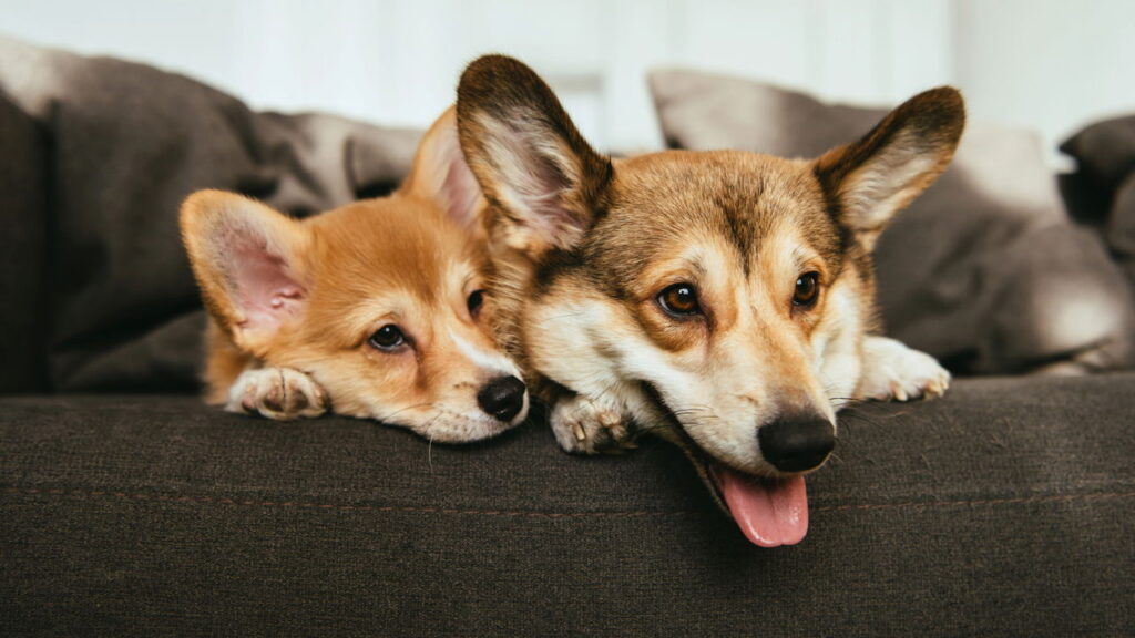 O que a psicologia não conta sobre ser apaixonado por cães