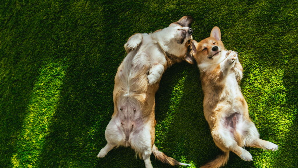 O que a psicologia não conta sobre ser apaixonado por cães
