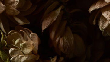 O segredo para acabar com as manchinhas das plantas em casa