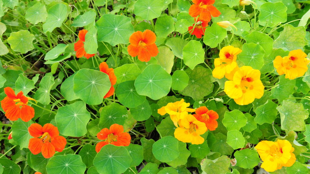 O toque floral que pode transformar suas receitas