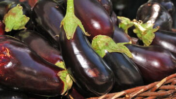 Conheça a berinjela, como incluir este vegetal na sua dieta de maneira simples?