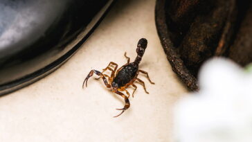 4 plantas que afastam escorpiões e embelezam sua casa