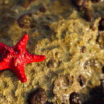 Você vai se apaixonar por essa estrela-do-mar em crochê