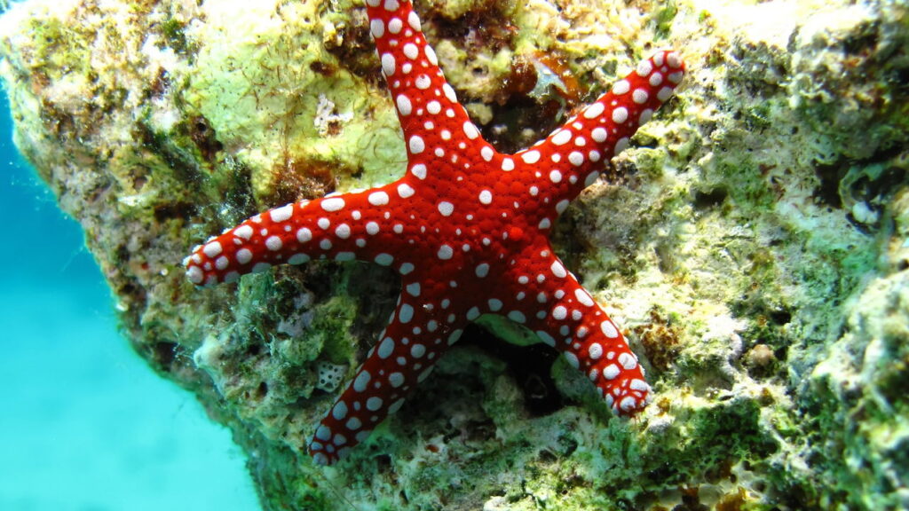 Você vai se apaixonar por essa estrela-do-mar em crochê