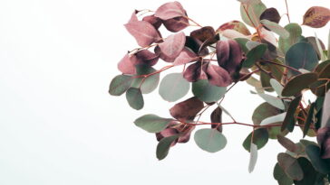 Por que colocar eucalipto no banheiro? Conheça os benefícios para o bem-estar e como usar