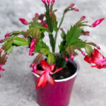 O truque simples que faz sua flor-de-maio encher de flores no inverno
