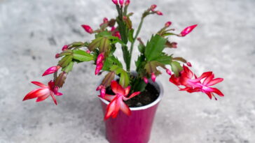 O truque simples que faz sua flor-de-maio encher de flores no inverno