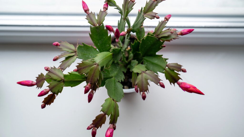 O truque simples que faz sua flor-de-maio encher de flores no inverno