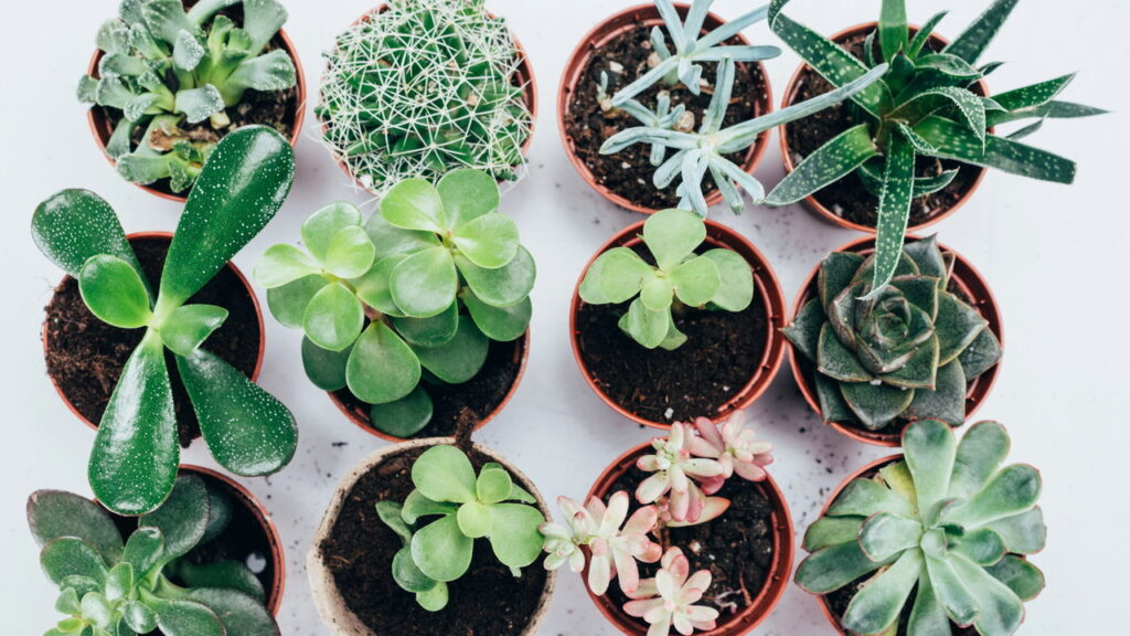 Um detalhe simples pode salvar suas plantas em vasos sem furos