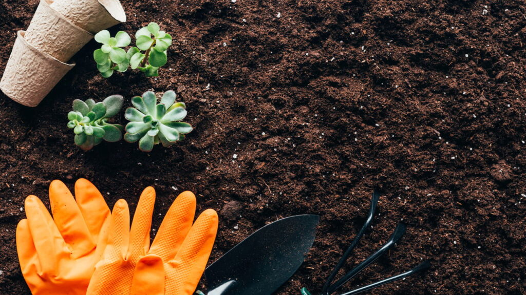 O segredo surpreendente que jardineiros não querem que você saiba