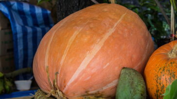 Curiosidades incríveis sobre o recorde do maior vegetal do mundo em sua categoria