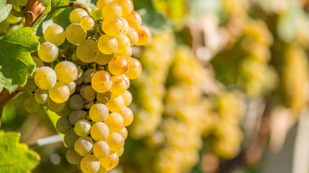 Como identificar uvas frescas antes de comprar segundo especialistas