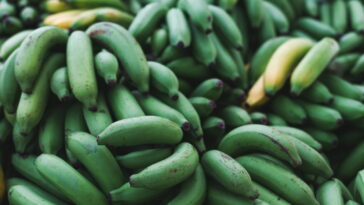 Este ingrediente brasileiro está surpreendendo especialistas em nutrição