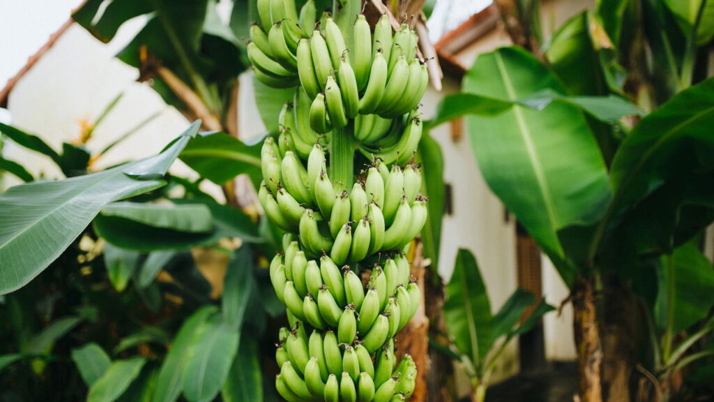 Este ingrediente brasileiro está surpreendendo especialistas em nutrição