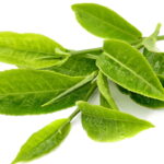 folhas de chá-verde é o segredo natural para proteger o fígado e ainda decorar seu espaço