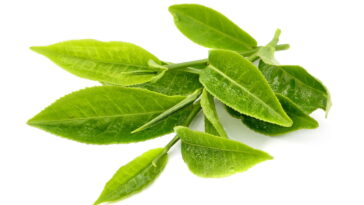 folhas de chá-verde é o segredo natural para proteger o fígado e ainda decorar seu espaço