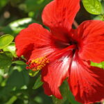 Como fazer o charmoso vasinho de hibisco em crochê, um tutorial passo a passo para decorar o lar