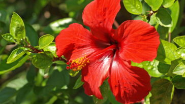 Como fazer o charmoso vasinho de hibisco em crochê, um tutorial passo a passo para decorar o lar