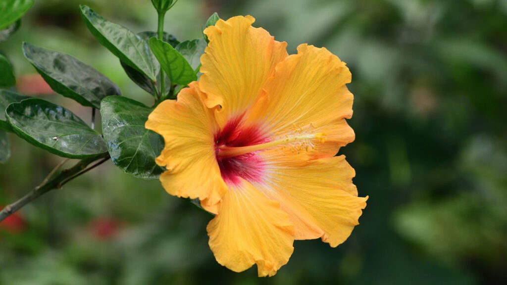 O segredo do hibisco que conquista jardins pelo Brasil